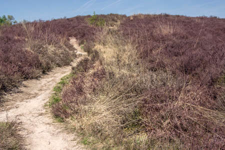 A sandy trail crosses a hill covered with colorful heather on a hot sunny day in a national park in the Netherlandsの写真素材