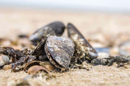 Close-up of  blue and silver colored mussels on a sunny Dutch beach