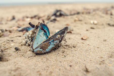 Close-up of a empty blue and silver colored mussel on a sunny Dutch beachの写真素材