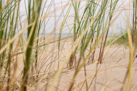 Close-up of fine yellow sand and green grass in the dunes of a Dutch beach on a sunny and windy dayの写真素材