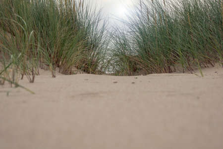 Close-up of fine yellow sand and green grass in the dunes of a Dutch beach on a sunny and windy dayの写真素材