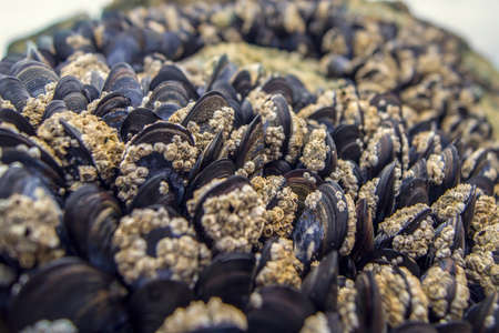 Closeup of raw blue shiny mussels at the beachの写真素材