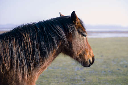 A close-up of the shiny head of a horse in winter. The horse looks the other way.の写真素材
