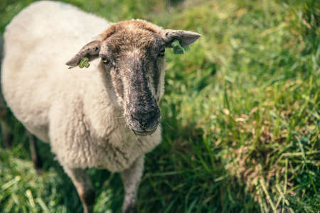 Close-up of a cute little sheep standing in the meadow looking straight into the cameraの写真素材