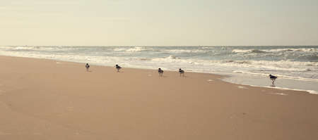 A group of birds is walking along the shoreline of a Dutch beach on a sunny dayの写真素材