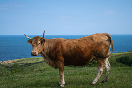 One cow alone posing for the camera on the mountainの写真素材