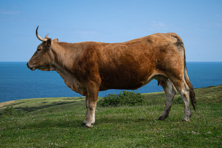 One cow profile posing for the camera in the mountainの写真素材