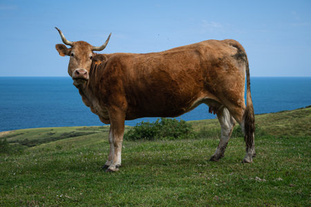 One standing cow posing in a green scene on the mountainの写真素材