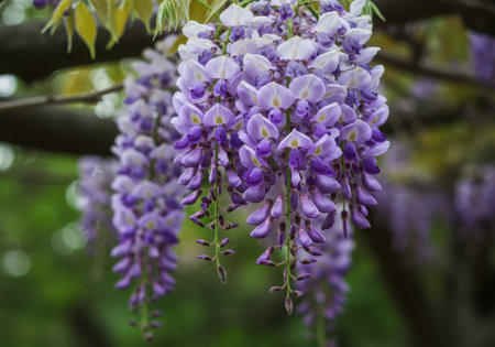 Delicate purple wisteria flowers hang in long, graceful clusters, showcasing their vibrant color against a soft green background.の素材