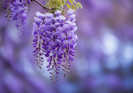 A close-up of cascading purple wisteria blossoms, with a soft, blurred background of more flowers and foliage.の素材