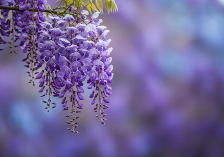 Delicate purple wisteria flowers hang in cascading clusters, with a soft, blurred background of more blossoms.の素材