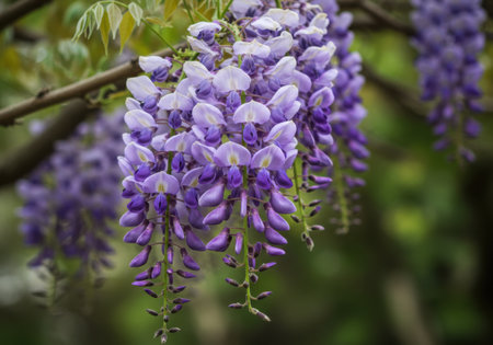 Close-up of vibrant purple wisteria flowers cascading down from branches, with soft green foliage in the background.の素材
