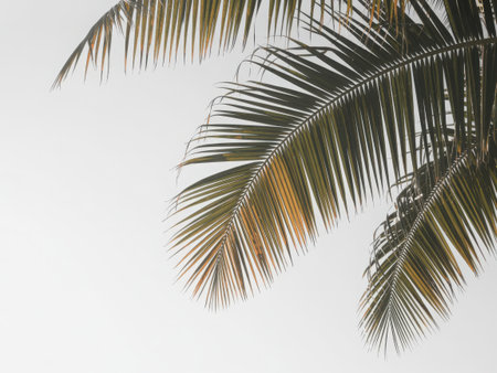Detailed close-up of vibrant green palm leaves softly illuminated by natural sunlight. The image captures the delicate textures and natural beauty of tropical foliage against a bright, airy backdrop.の素材