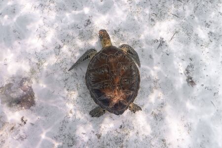 Top view of a green sea turtle swimming above a sandy reef.