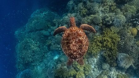 Green sea turtle swimming above a coral reef close up. Sea turtles are becoming threatened due to...