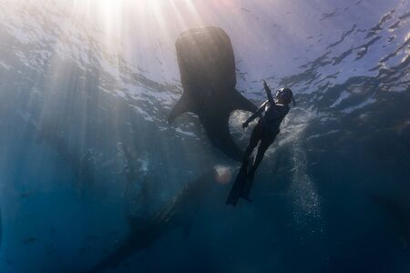 Whale shark (rhincodon typus) diving and close interaction in Oslob, Philippines.