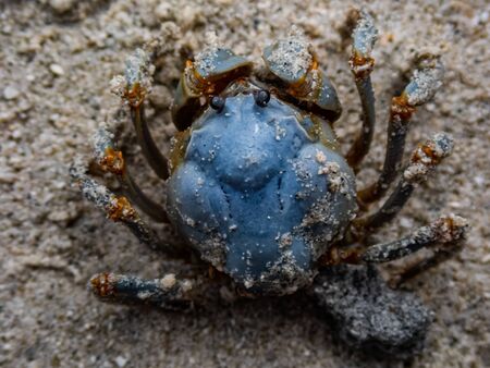 Macro shot of a blue soldier crab (Mictyris longicarpus) burying itself into the sand using a cork screw motion.の写真素材