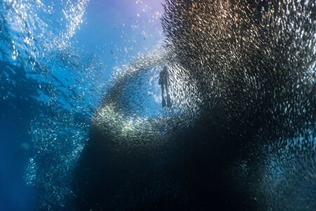 Free diving with a massive school of sardines in the shallow reef of Moalboal, Cebu, Philippines.の写真素材