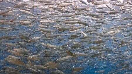Massive school of sardines in a shallow reef. Sardine shoal or sardine run in Moalboal is a famous tourist destination in the southern town of Cebu, Philippines.の写真素材