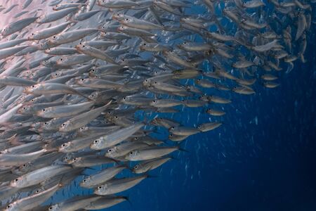 Massive school of sardines in a shallow reef. Sardine shoal or sardine run in Moalboal is a famous...