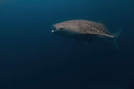 Massive whaleshark swimming in the deep with its large mouth open to feed on krill and planktons.