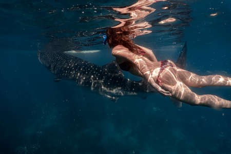 Sexy young woman in a skimpy bikini swims with an adult whaleshark. Whaleshark watching is a famous...