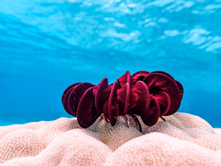Feather star sitting on top of a hard coral