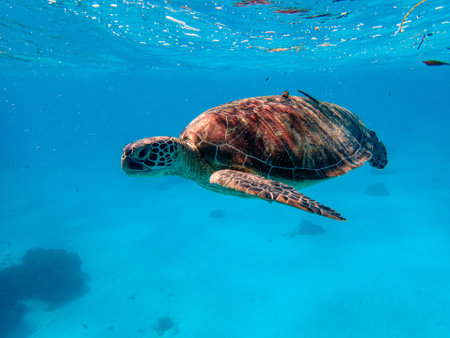 Green sea turtle ascends to the surface to breathe for airの写真素材