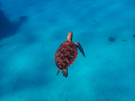 Overhead shot of a green sea turtle (Chelonia mydas) swimming in a shallow and sandy reef.