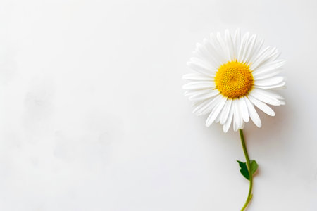 White daisy flower on white background. Flat lay, top view.の素材