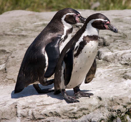 Humbouldt Penguinsの写真素材