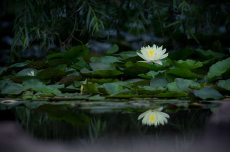 Reflection of Lotus flowerの写真素材