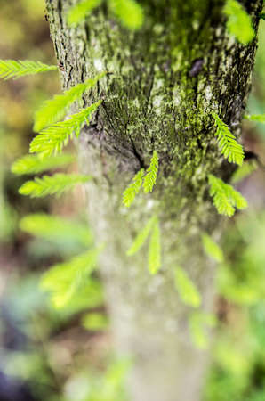 Sproutsの写真素材