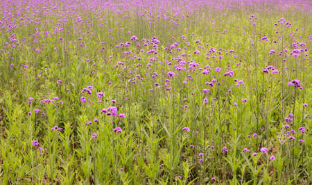 wildflowerの写真素材