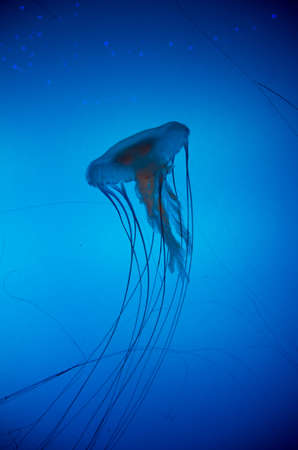 Jellyfishの写真素材