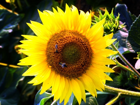 Sunfloweの写真素材