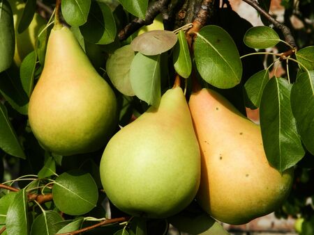 Pearsの写真素材
