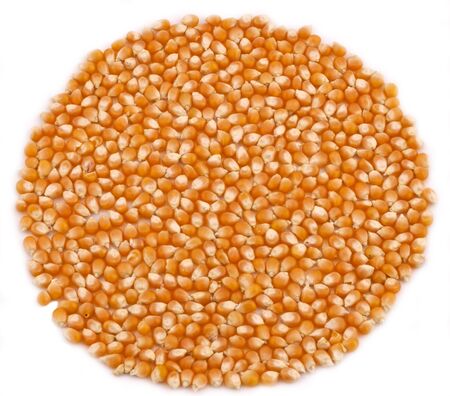 Corn splashed on the white backgroundの写真素材