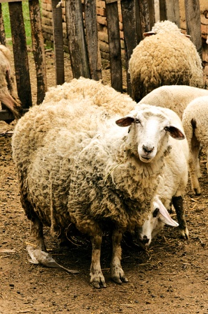 Wool sheepsの写真素材
