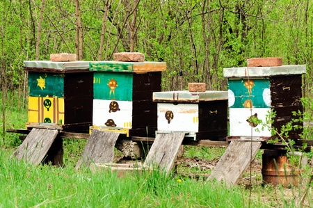 Four interesting hives