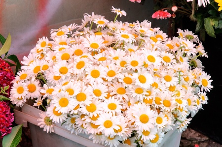 daisy flowersの写真素材