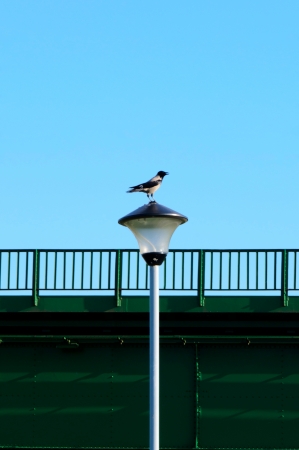 Singing raven on the lampの写真素材