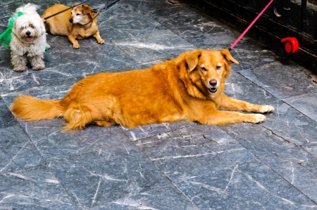 Group of dogsの写真素材