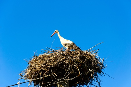 Stork in its nest over a clear skyの写真素材
