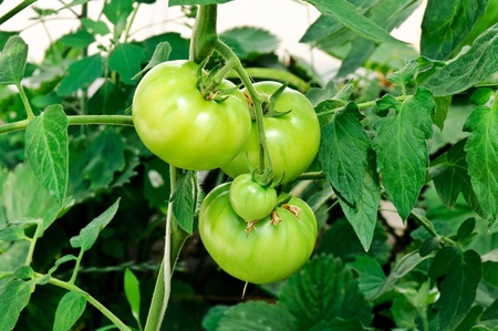 Green tomatoe in the full frameの写真素材
