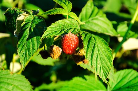 Young rasberries tree
