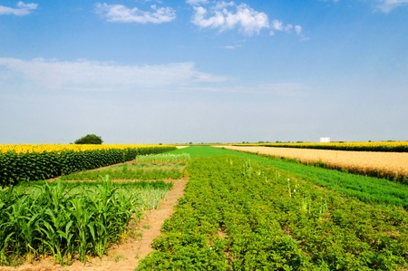 Corn, sunflowers and wheat  on the field