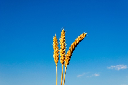Wheat field and blue sky 