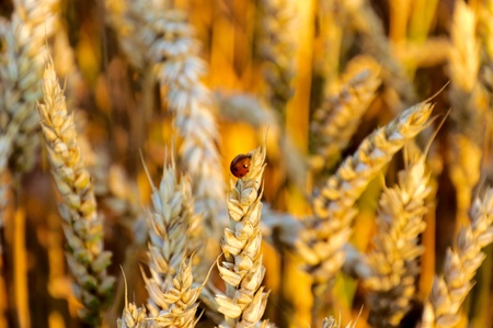 	Wheat and bugの写真素材