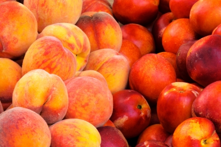 Bunch of fresh peaches and nectarinesの写真素材